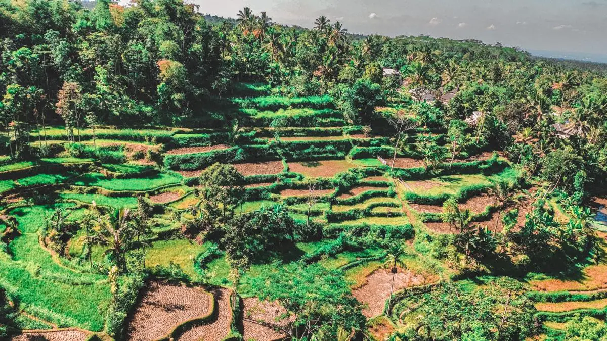 tetebatu village lombok rice fields
