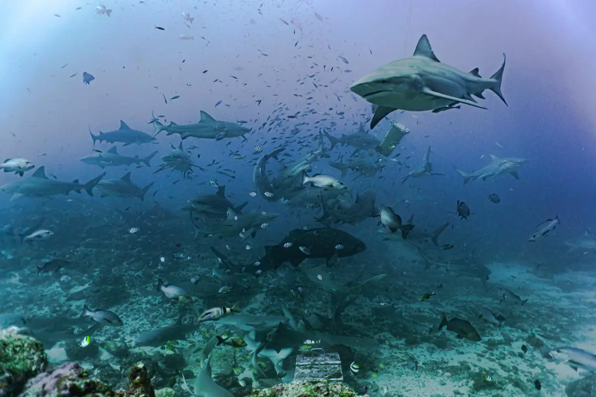 Beqa lagoon shark diving fiji