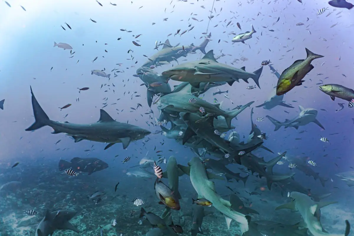 Beqa lagoon shark diving fiji