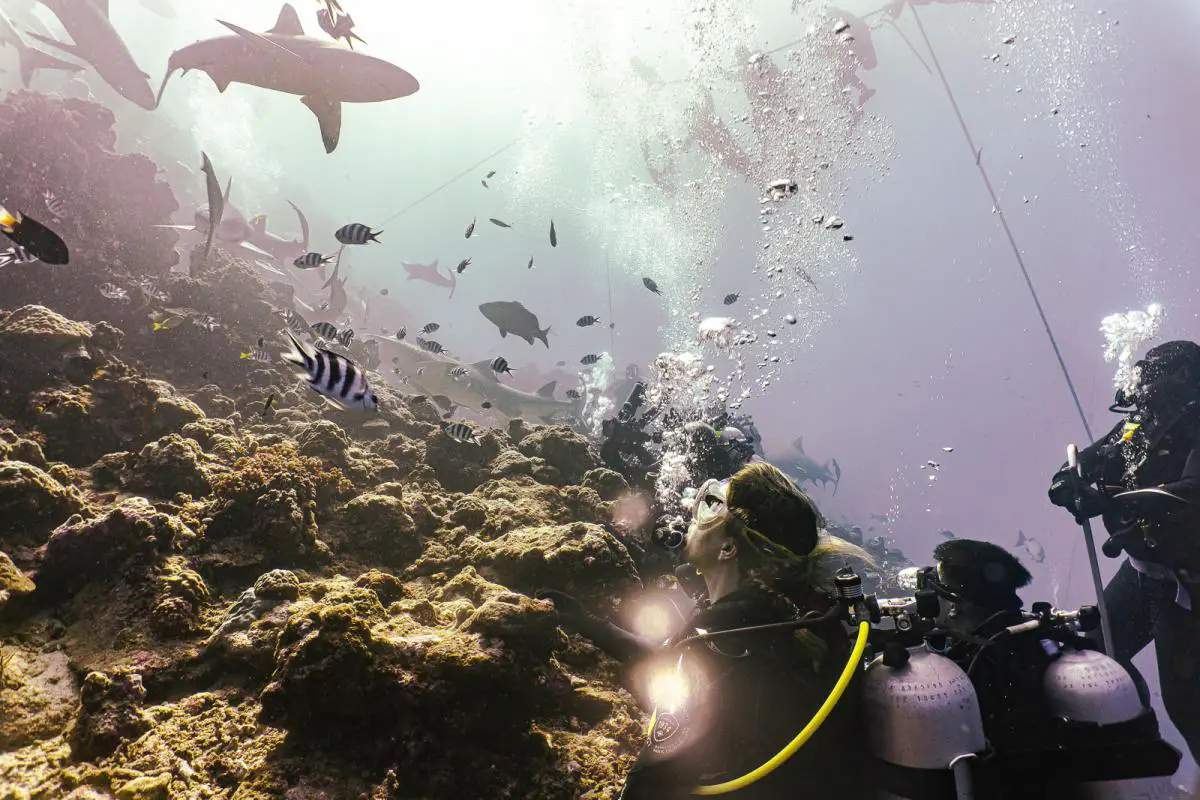 safety stop beqa lagoon fiji shark dive