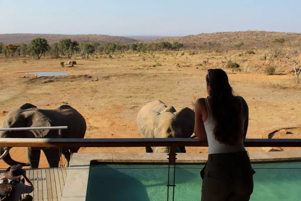 mhondoro safari elephants by the pool