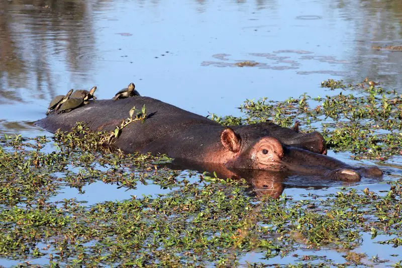 hippo in the kruger