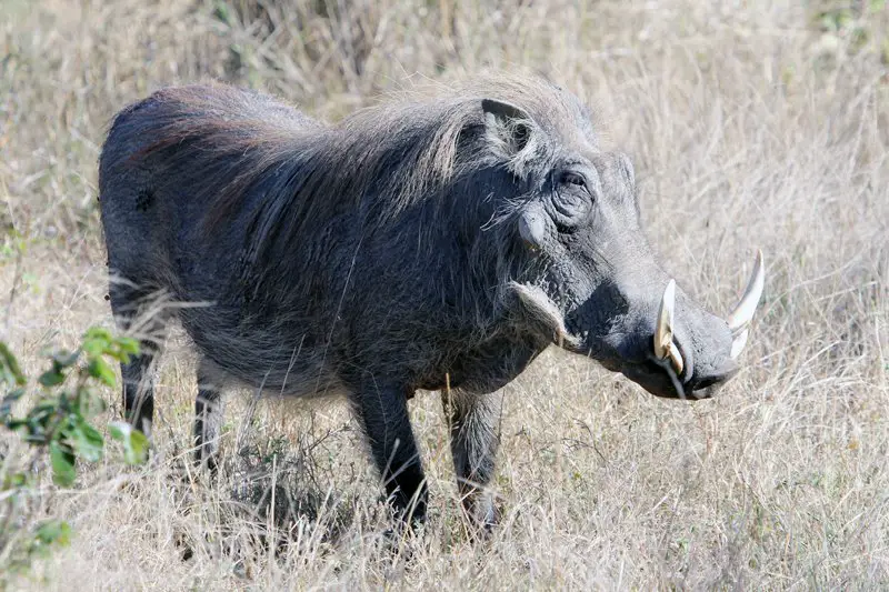 kruger safari warthog