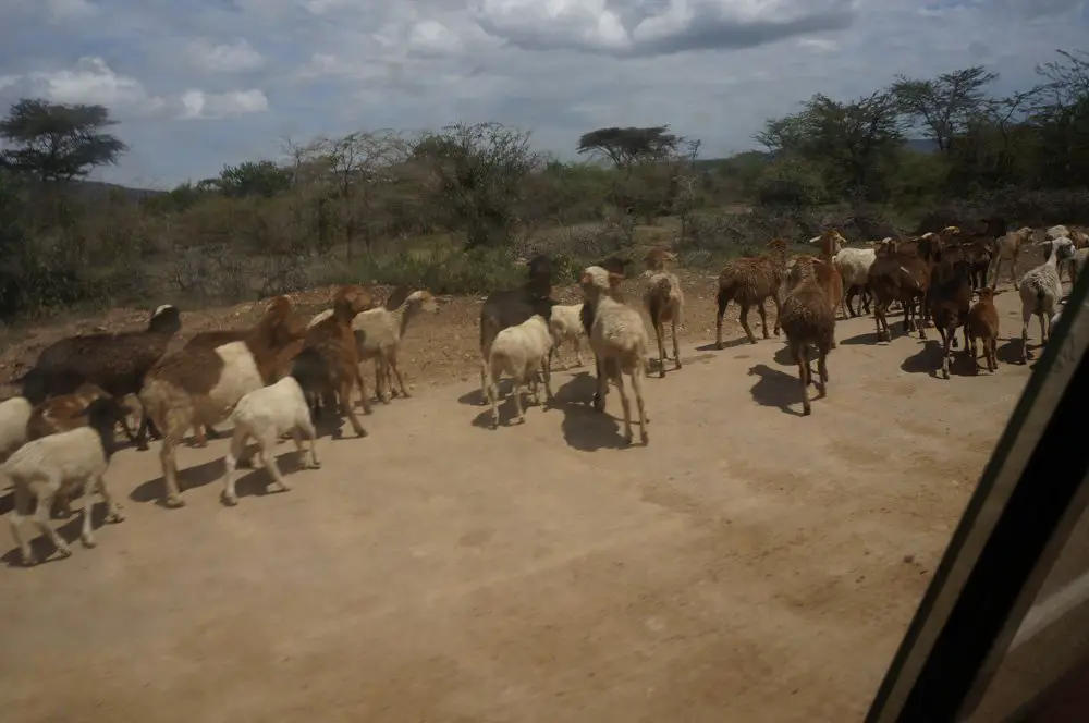 masai mara drive road