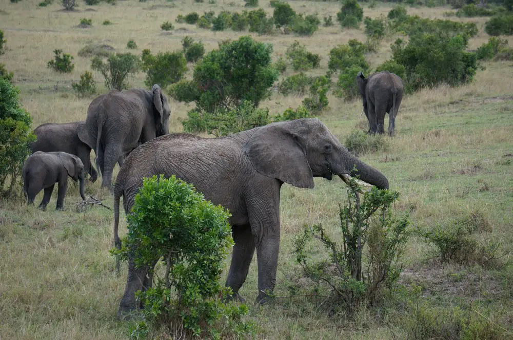 Herd of elephants close to the road.
