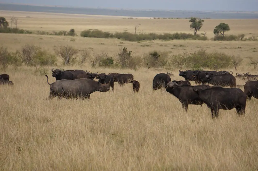 rhino and buffalo masai mara
