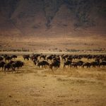 Ngorongoro Crater wildebeests