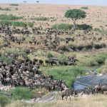 wildebeest migration in masai mara, kenya2011