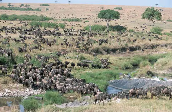 wildebeest migration in masai mara, kenya2011