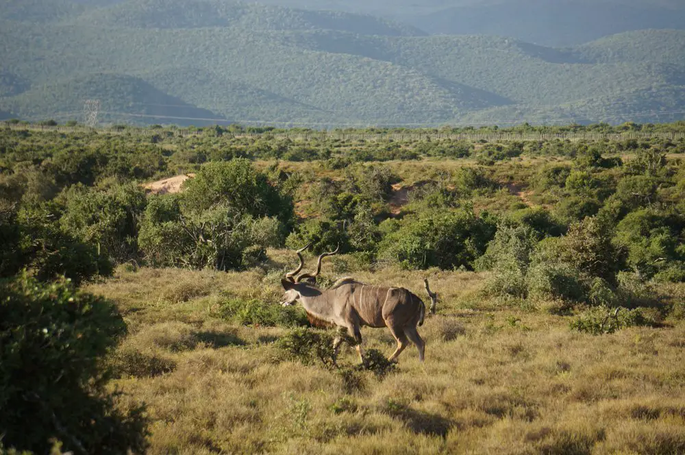 Kudu sighting!