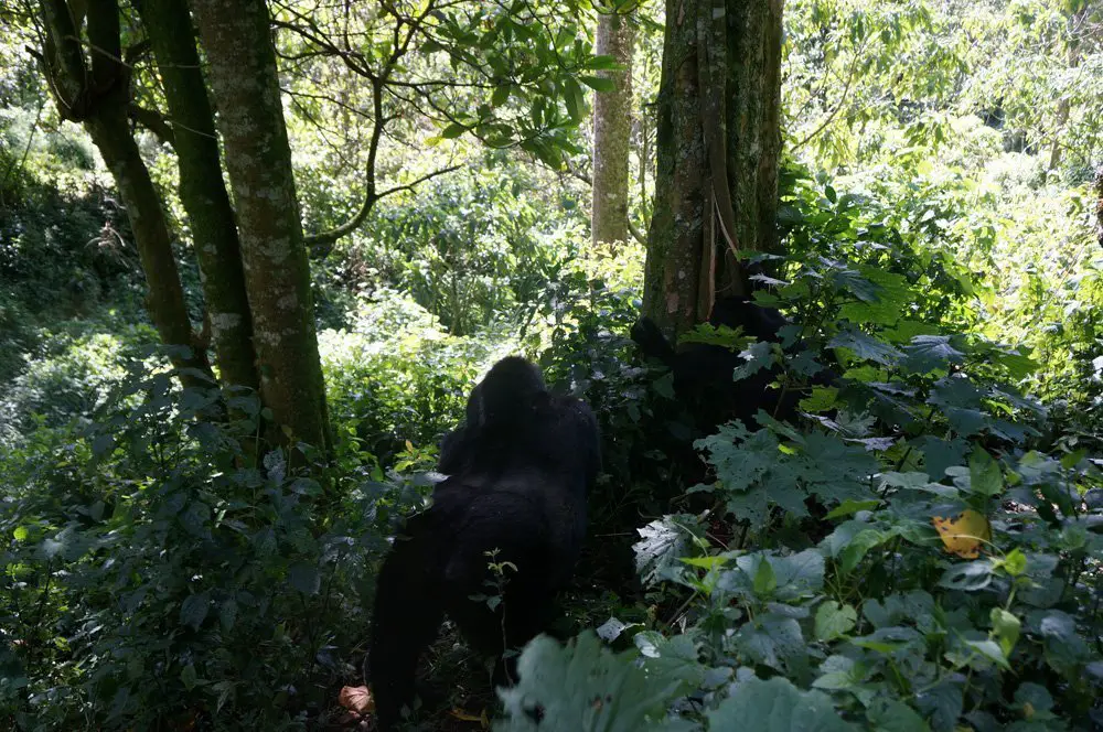 silverback gorilla uganda bwindi trekking