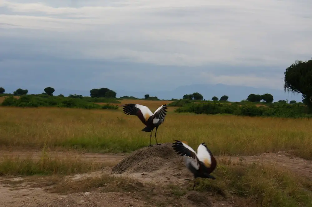The grey crowned crane, Uganda's national bird