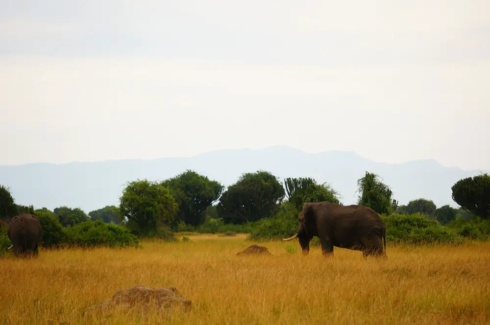 Big bull elephant in the distance.