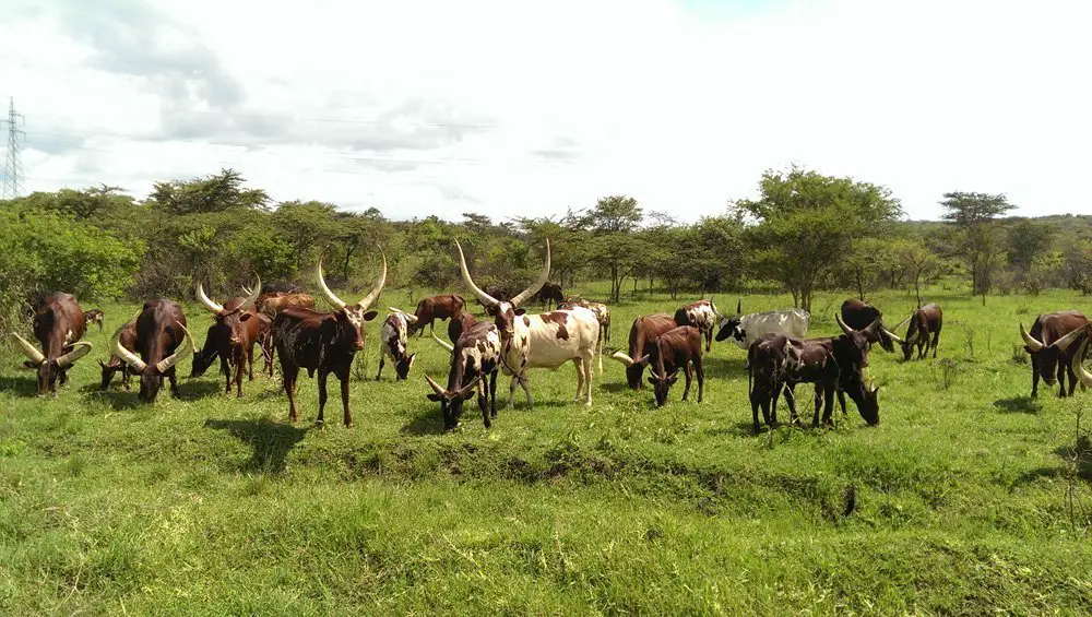 ankole cows uganda
