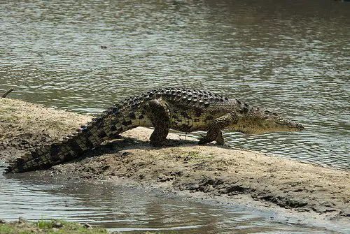 croc Eating My Way Through Africa’s Game