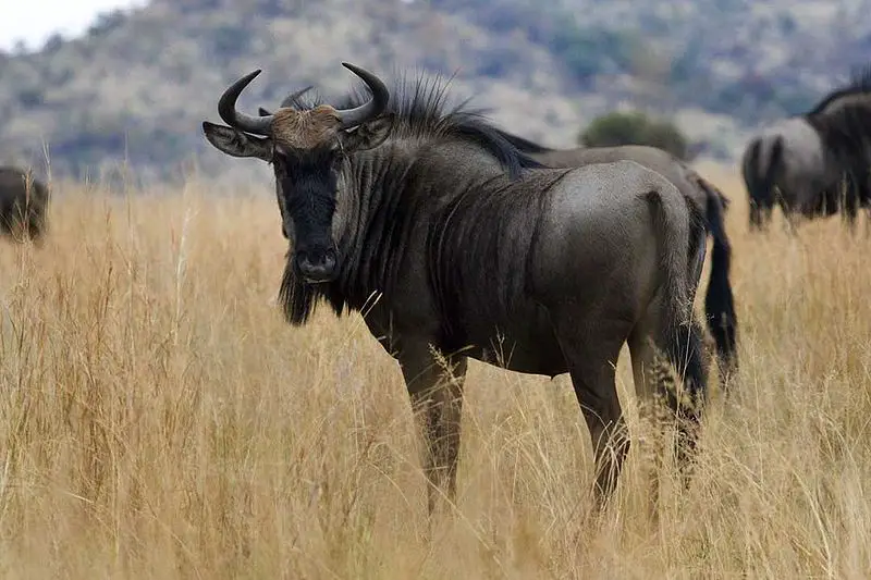 wildebeest Eating My Way Through Africa’s Game