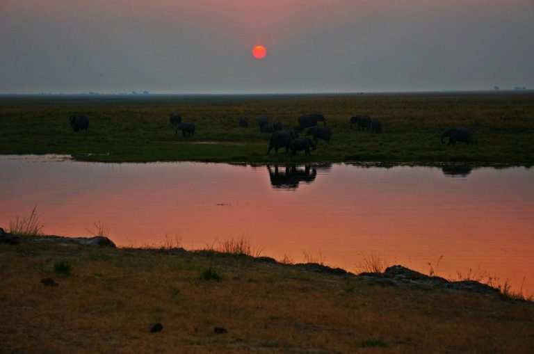 chobe sunset botswana elephants