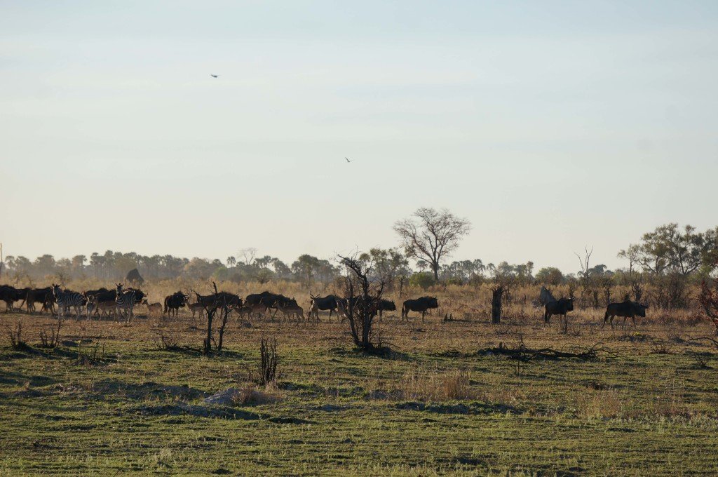 A group of wlldebeest and zebras in the distance.