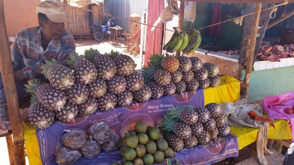 Pineapple in Madagascar