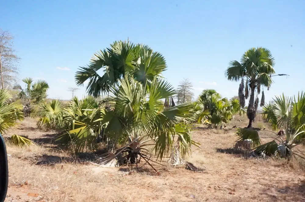 First palm tree sighting!