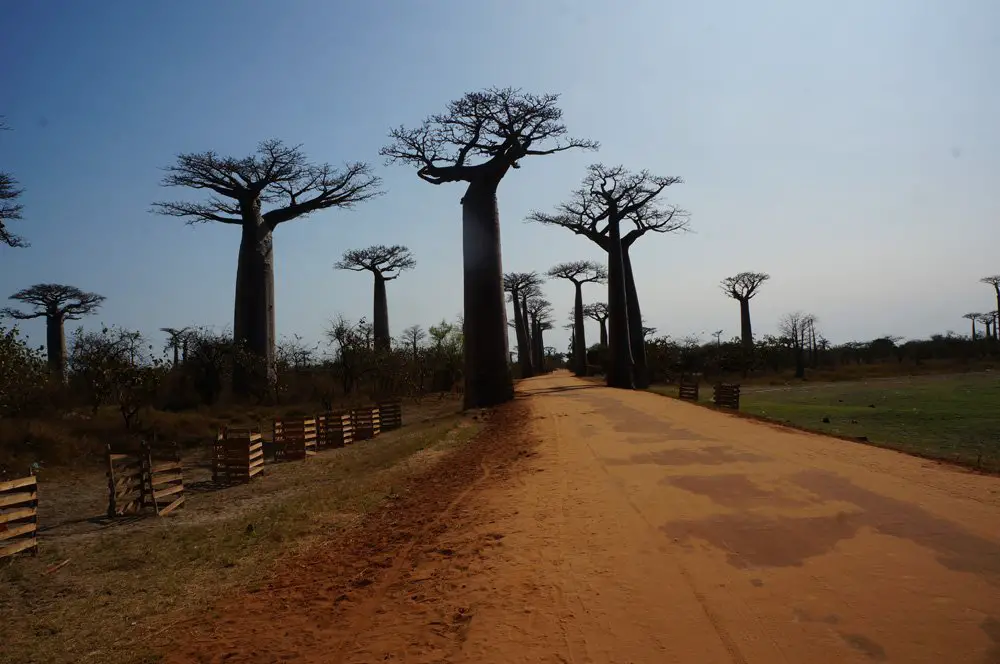Avenue of the baobabs for the first time! Think this is cool? Wait until the sunset picture in the next blog post.