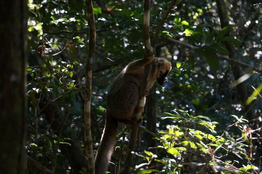 Lemur hanging out