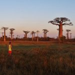 Avenue of the Baobabs sunset