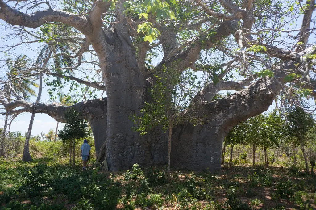 One of the biggest baobab trees around. Although I much prefer the baobab species of Madagascar!