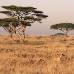 serengeti hyena tanzania safari