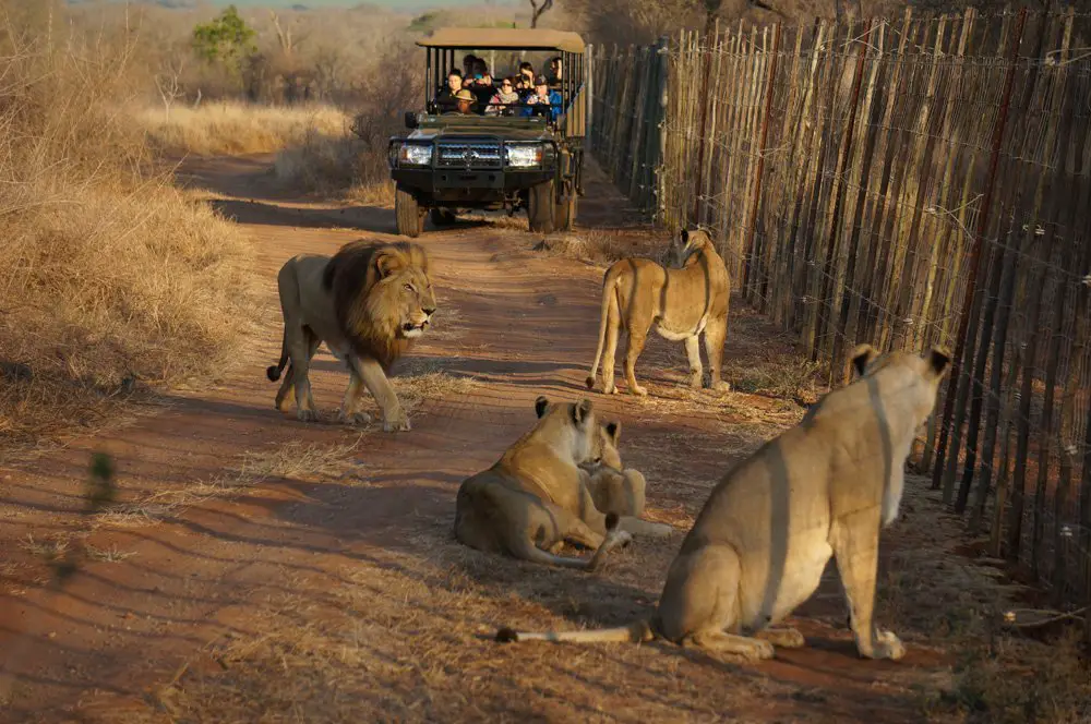 lion pride swaziland hlane national park