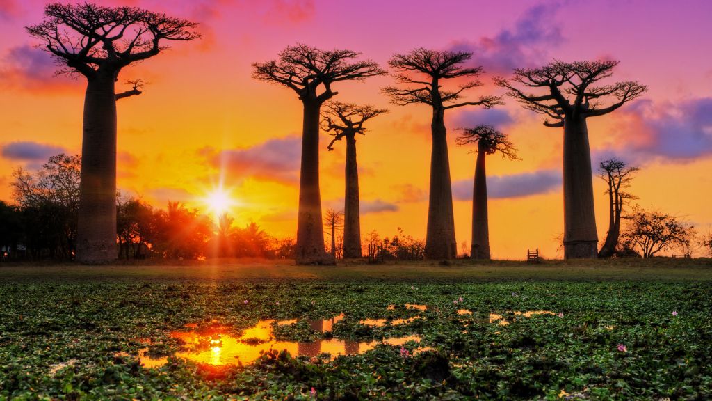 baobabs sunset avenue of the baobabs madagascar