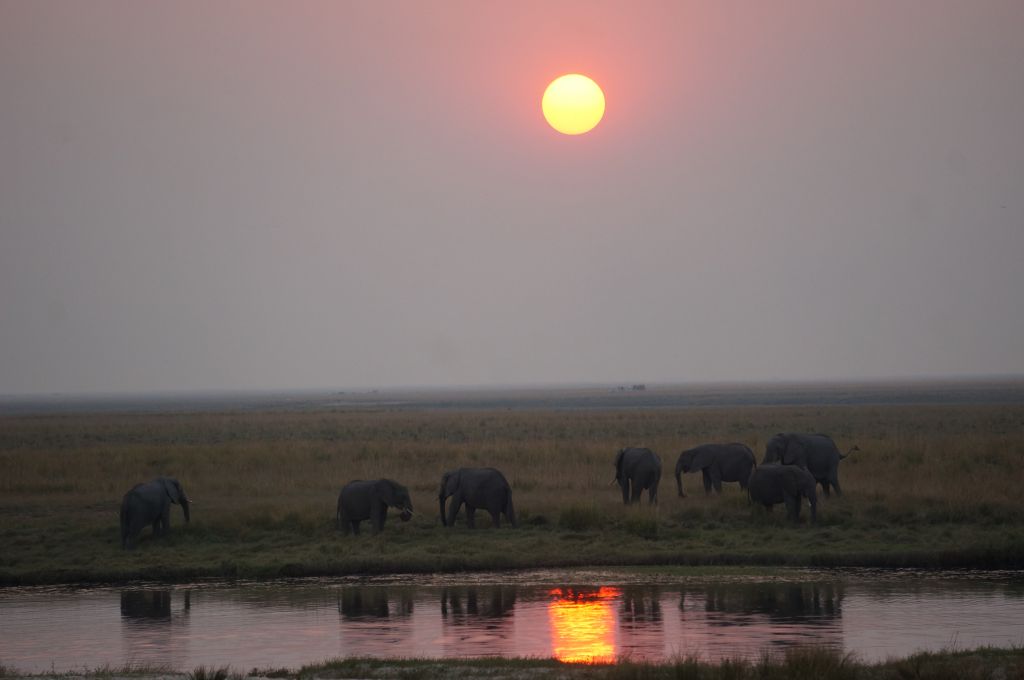 Chobe national park sunset elephants