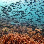 Komodo diving corals turtle indonesia komodo national park