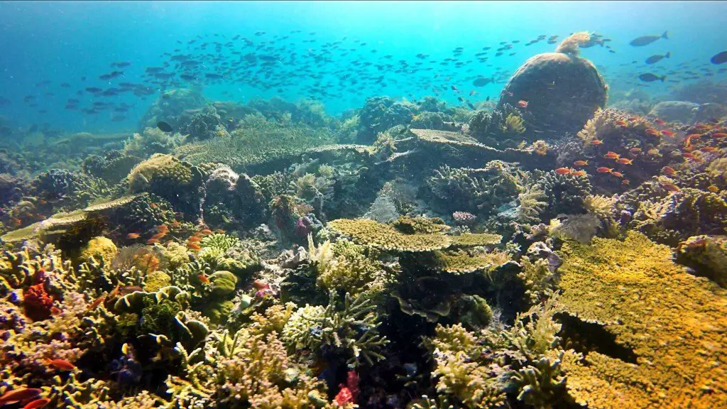 Komodo Diving corals