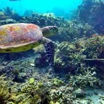 Komodo diving corals turtle indonesia