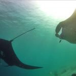 multiple mantas black morph komodo indonesia diving