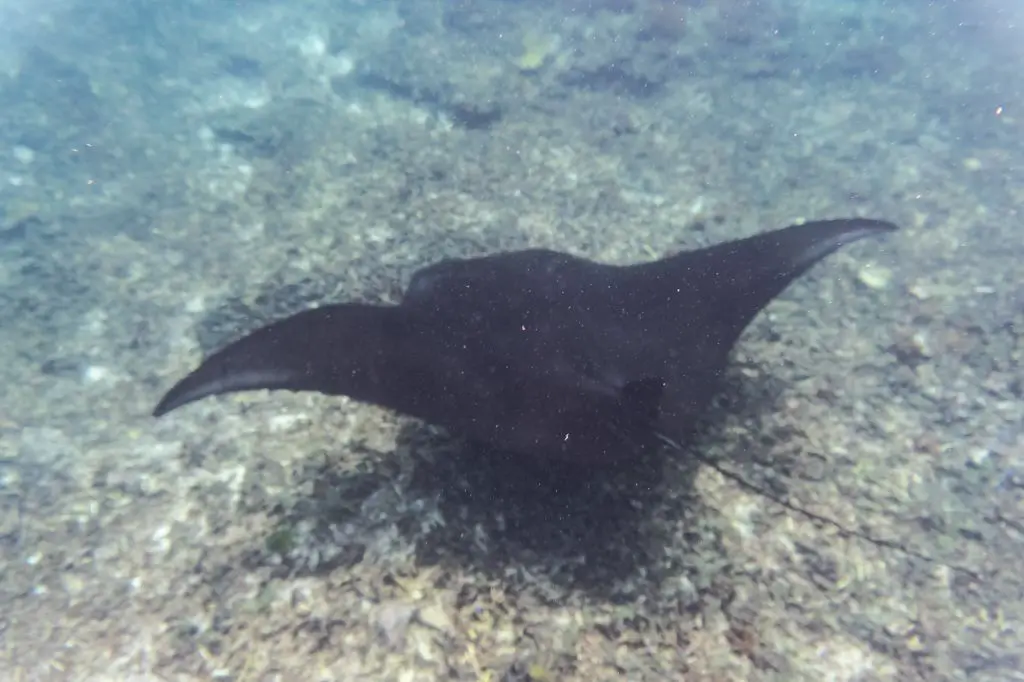 Komodo National Park Batu Balong manta rays