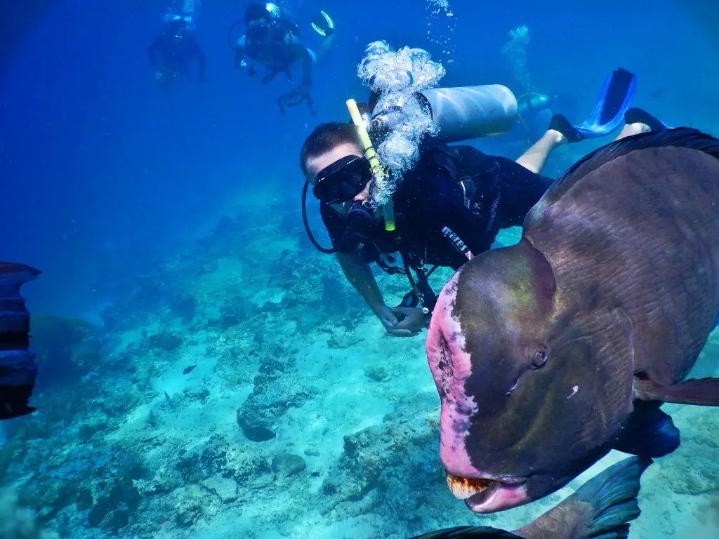 Bumphead parrotfish malaysia sipadan diving