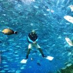 jackfish sipadan malaysia diving