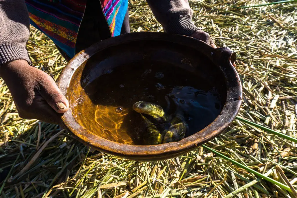 lake titicaca fish