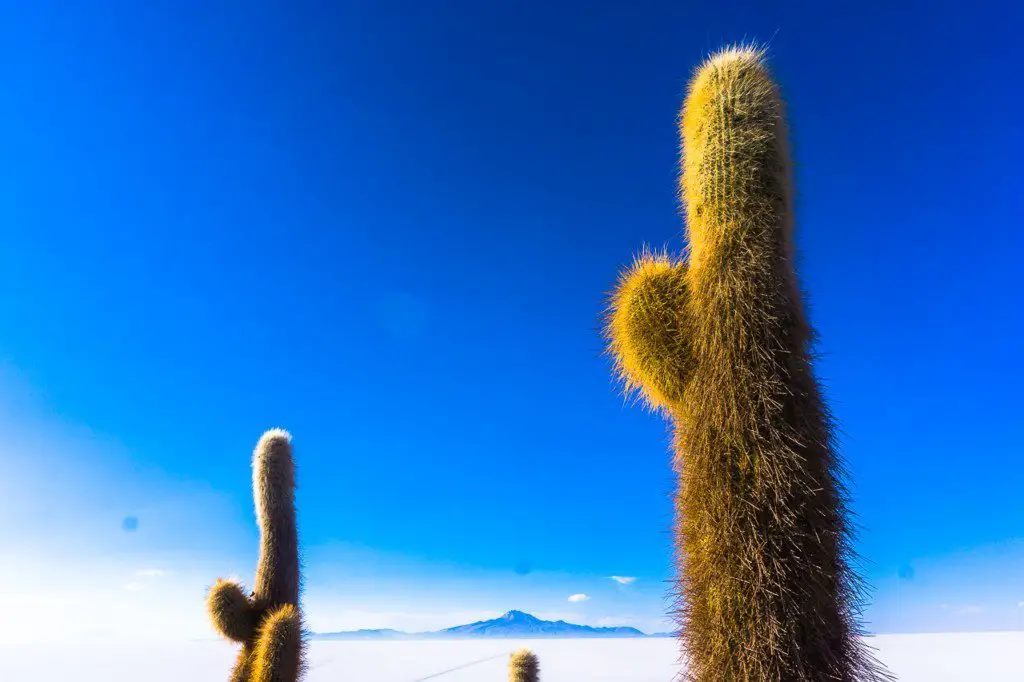 Isla Incahuasi cactus