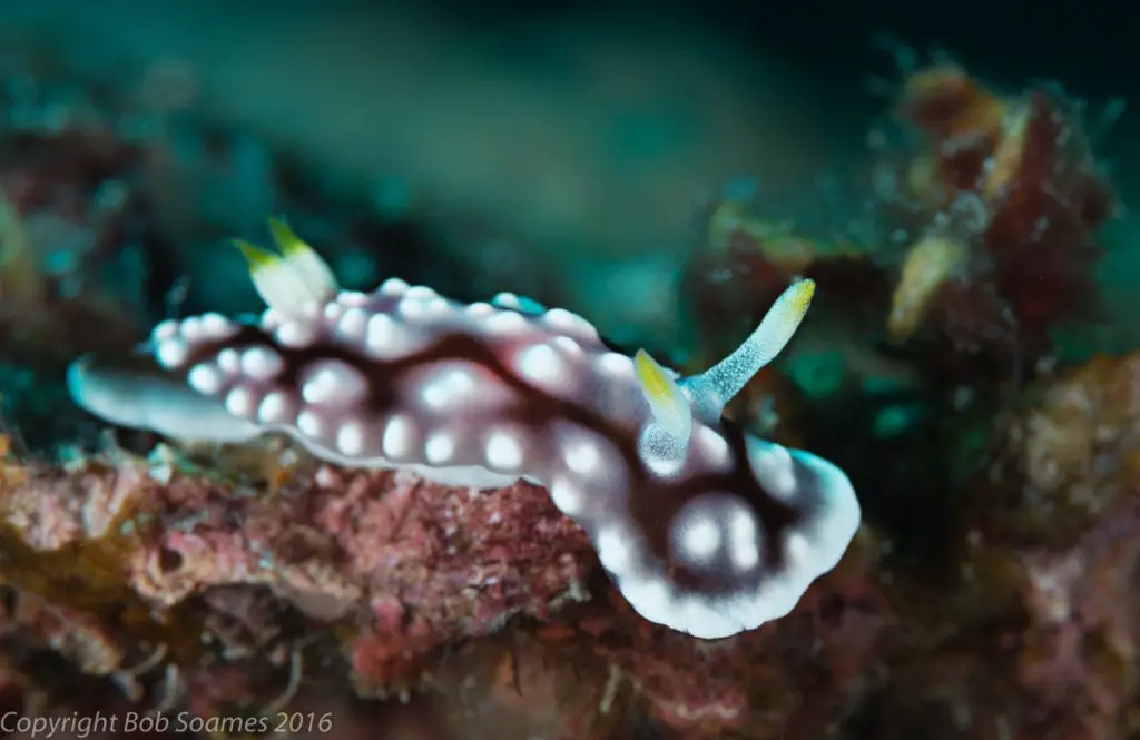 nudibranch moalboal