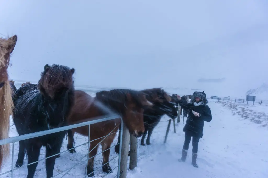 icelandic horses winter