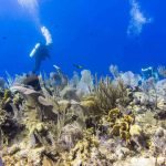 Little Cayman diving corals