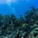 Little Cayman diving corals