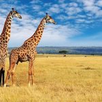 Masai Mara kenya giraffe