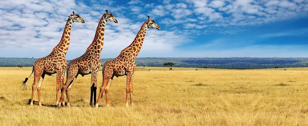 Masai Mara kenya giraffe