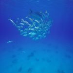 Jackfish Turks and Caicos scuba diving