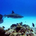 Reef shark turks and caicos scuba diving