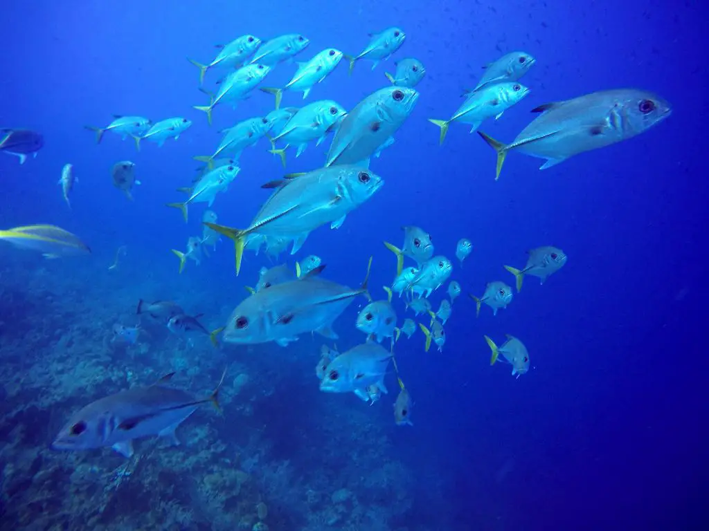 Long Caye Aquarium school of Jackfish
